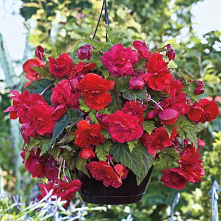 Hanging Basket Begonia Collection