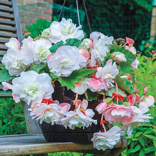 Hanging Basket Begonia Collection