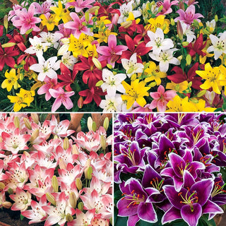 Carpet Border Lily Collection