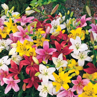 Carpet Border Lily Collection