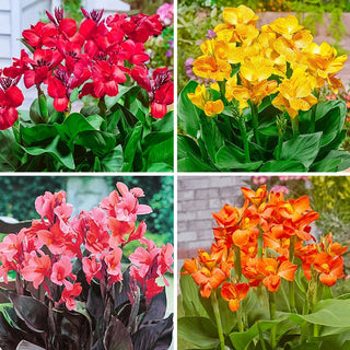 Tropical Dwarf Canna Collection