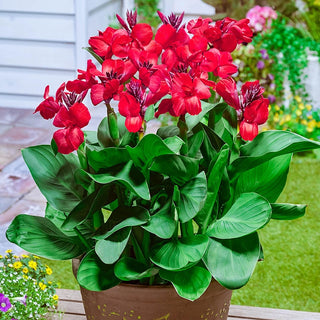 Tropical Dwarf Canna Collection