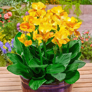 Tropical Dwarf Canna Collection