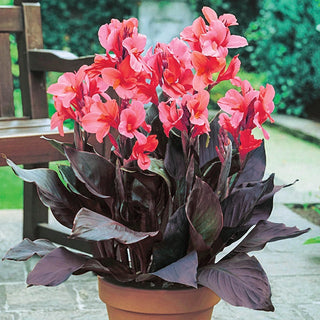 Tropical Dwarf Canna Collection