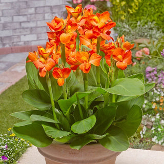 Tropical Dwarf Canna Collection