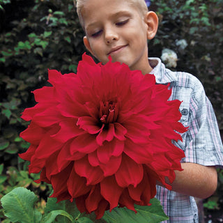 Super Size Dahlia Winkie Colonel