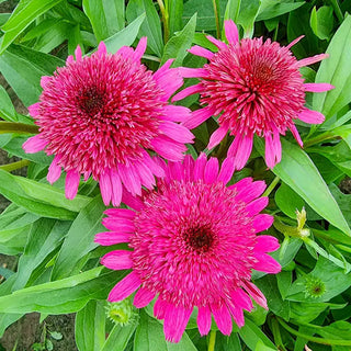 Blueberry Cheesecake Coneflower