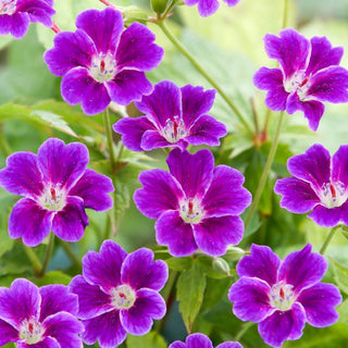 Tonys Talisman Everblooming Hardy Geranium