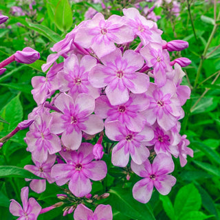 Edens Smile Phlox