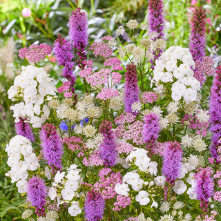 Bridal Bouquet Perennial Blend