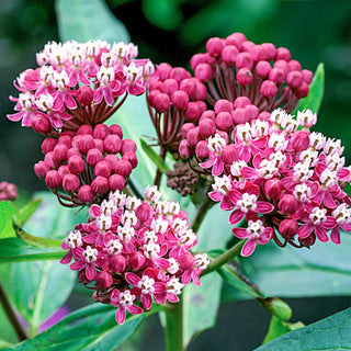 Asclepias Collection