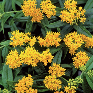 Asclepias Collection