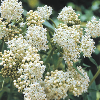 Asclepias Collection