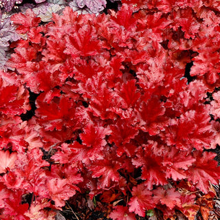 Forever Red Heuchera