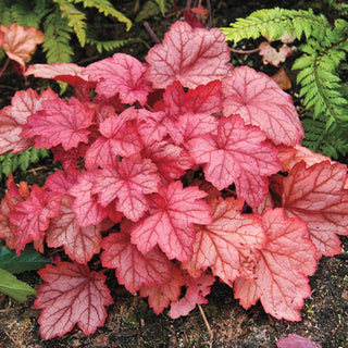 Georgia Peach Heuchera