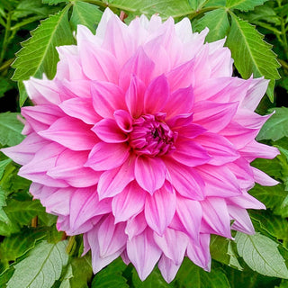 Rosella Dahlia