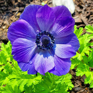 Mr Fokker Anemone