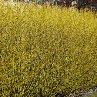 Budds Yellow Dogwood Hedge