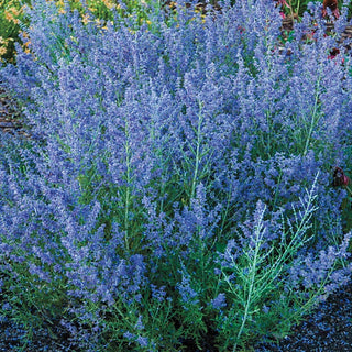 Lacey Blue Russian Sage