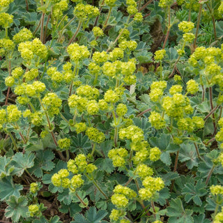 Robustica Ladys Mantle