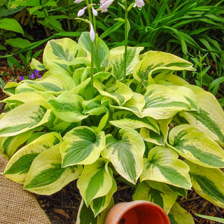 Mama Mia Hosta