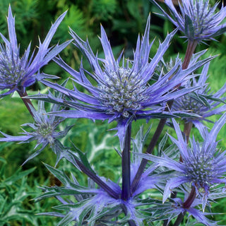 Mediterranean Sea Holly