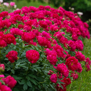 Sarah Red Bernhardt Peony