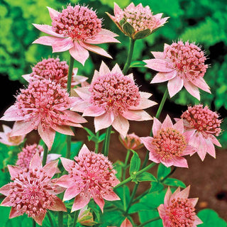 Astrantia Rosea