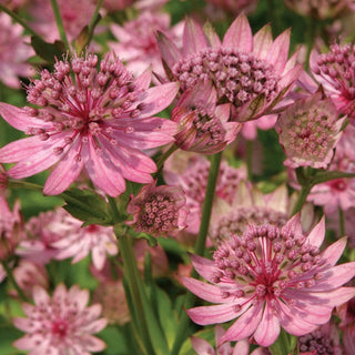 Astrantia Rosea