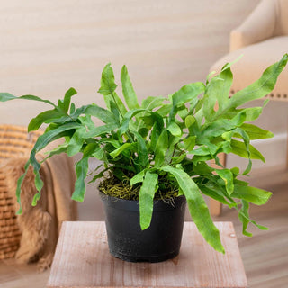 Blue Star Fern Plant In Nursery Pot