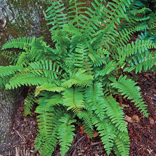 Christmas Fern