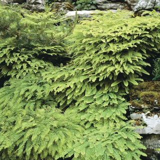 Maiden Hair Hardy Fern