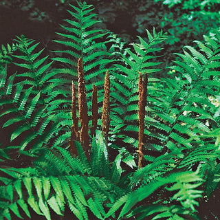 Cinnamon Fern