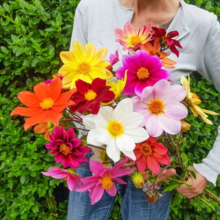 Bee Friendly Single Flowered Dahlia Mixture