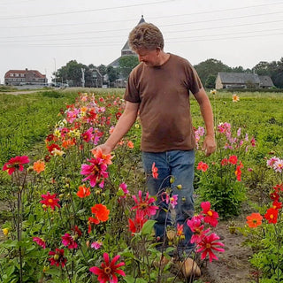 Bee Friendly Single Flowered Dahlia Mixture