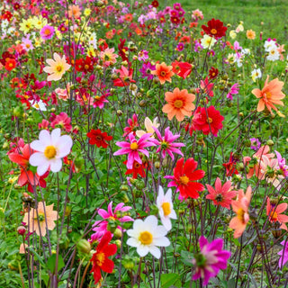 Bee Friendly Single Flowered Dahlia Mixture