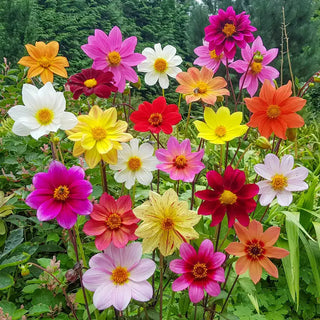 Bee-Friendly Single-Flowered Dahlia Mixture