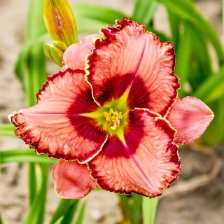 Fearfully And Wonderfully Made Reblooming Daylily