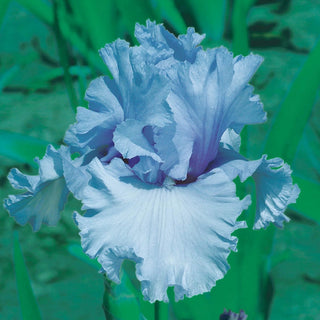 Cafe Bleu Reblooming Bearded Iris