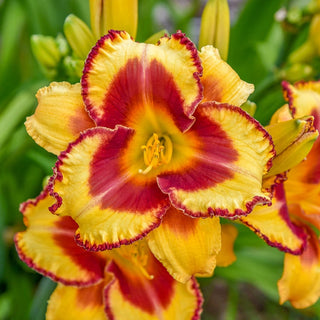 Blazing Glory Reblooming Daylily