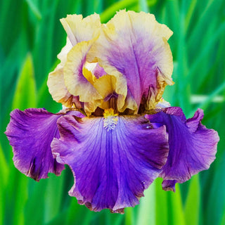 Cafe Damour Bearded Iris