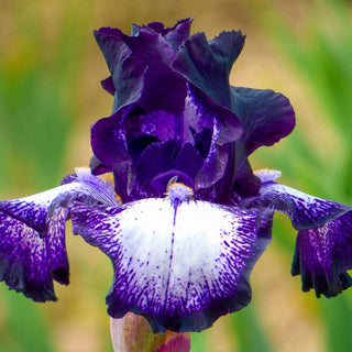 Cascade Locks Bearded Iris