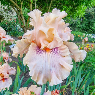 Center Line Bearded Iris