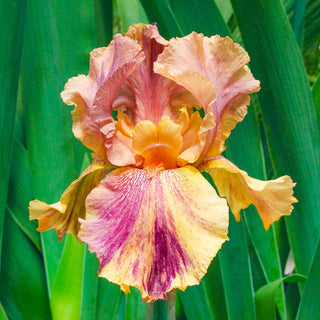 Coyote Ugly Bearded Iris