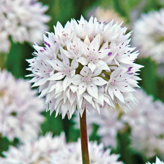 Allium Graceful