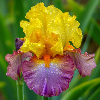 Enthralled Bearded Iris