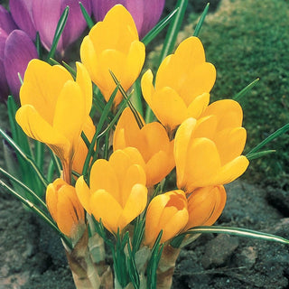 Giant Dutch Crocus Collection