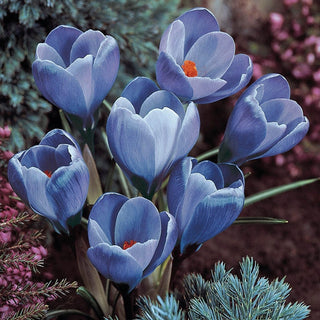 Giant Dutch Crocus Collection