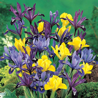 Mixture Dwarf Iris