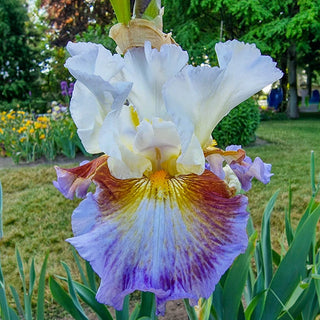 Get Back Reblooming Bearded Iris